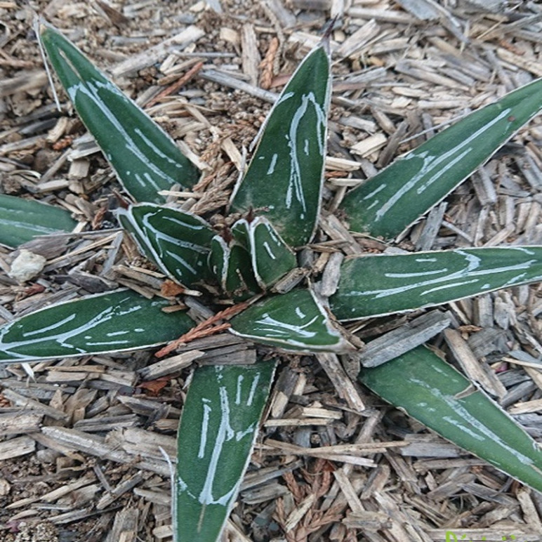 AGAVE victoria reginae