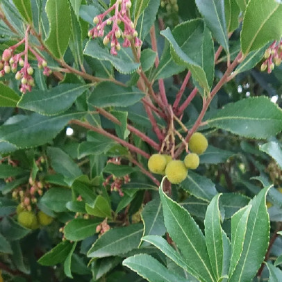 ARBUTUS unedo