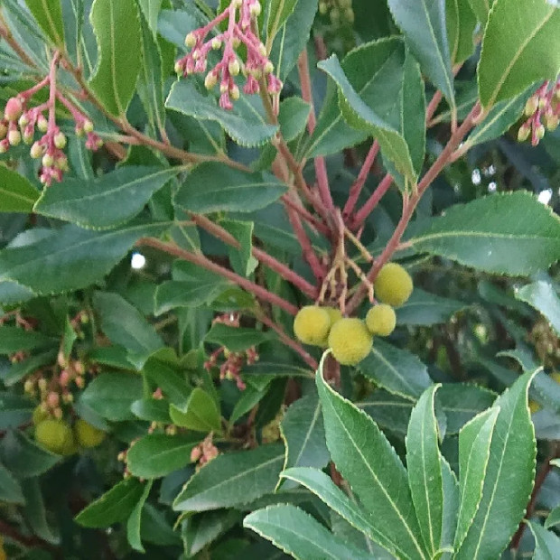 ARBUTUS unedo