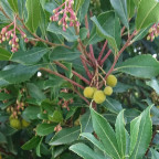 ARBUTUS unedo
