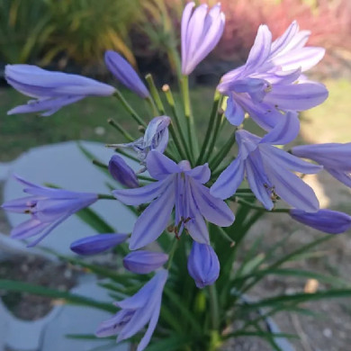 AGAPANTHUS x Pitchoun blue