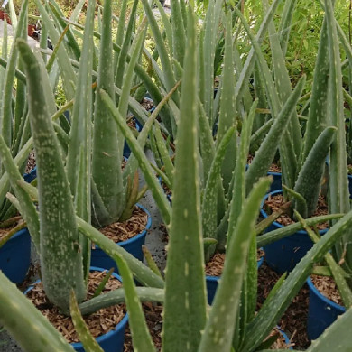 ALOE vera