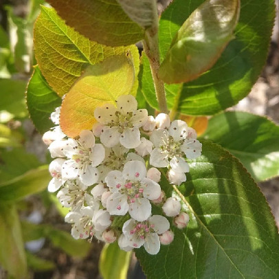 ARONIA arbutifolia Brilliant