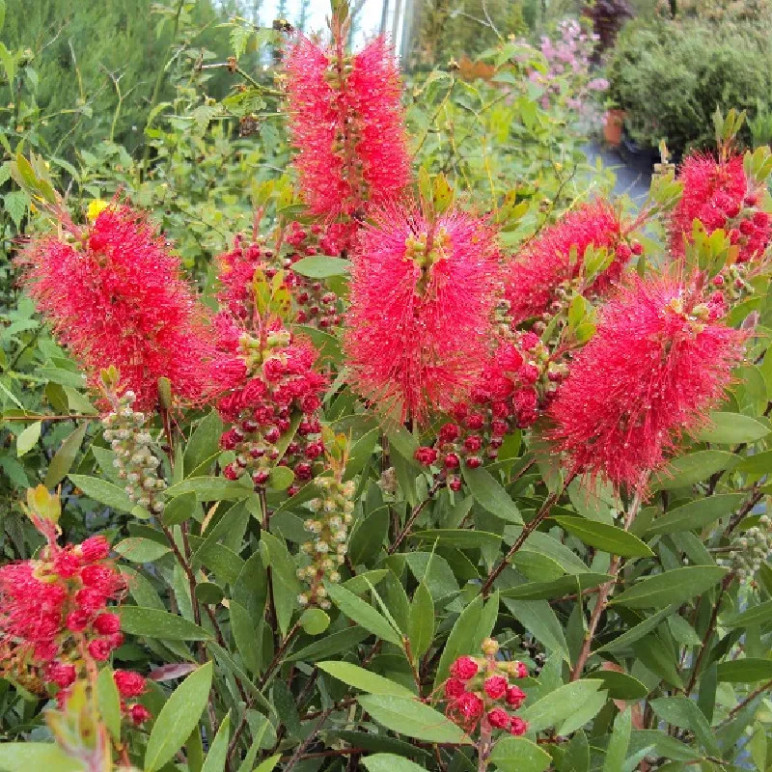 CALLISTEMON laevis