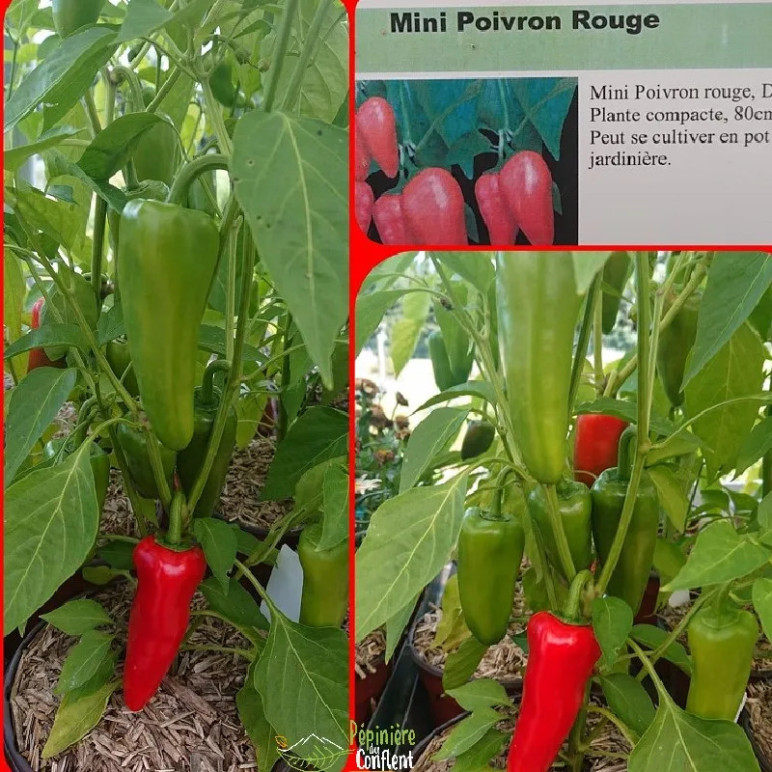 CAPSICUM annuum Balconi (poivron)