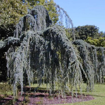 CEDRUS atlantica Glauca pendula