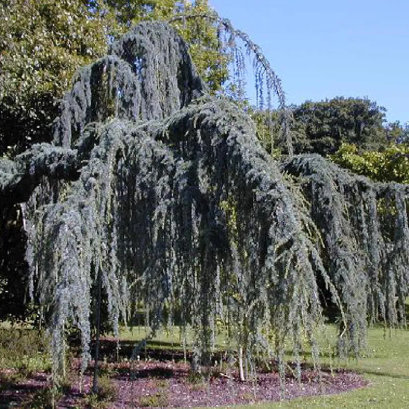 CEDRUS atlantica Glauca pendula