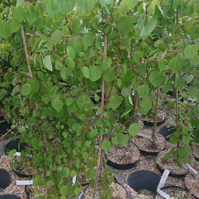 CERCIDIPHYLLUM japonicum