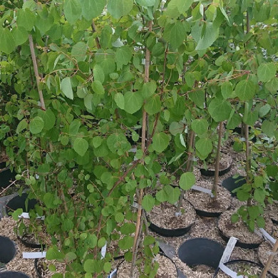 CERCIDIPHYLLUM japonicum