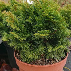 CHAMAECYPARIS obtusa Nana gracilis