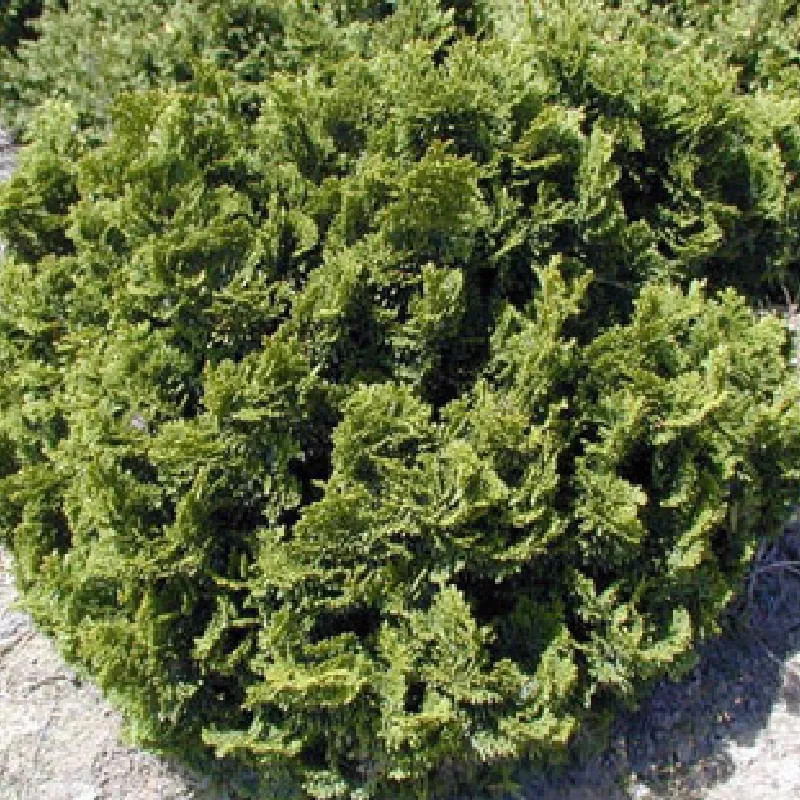 CHAMAECYPARIS obtusa Nana gracilis