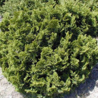 CHAMAECYPARIS obtusa Nana gracilis