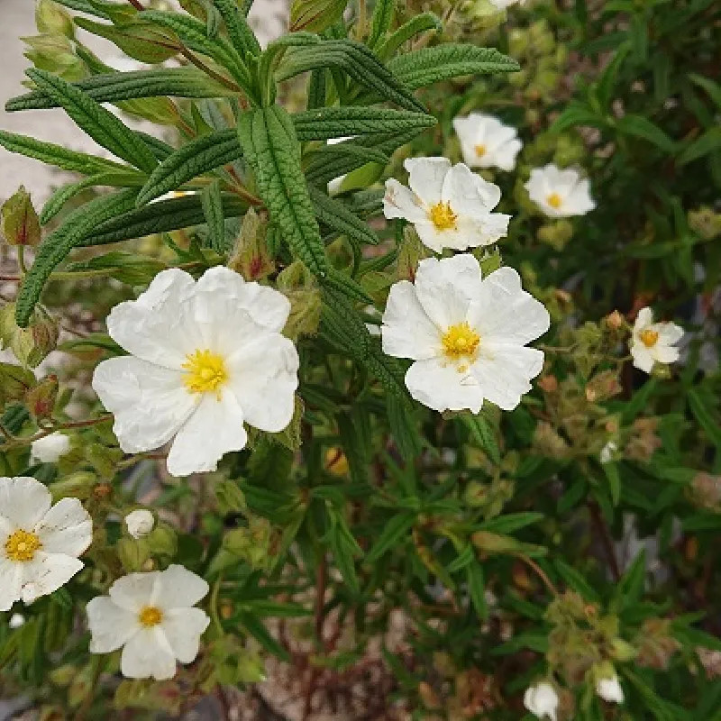 CISTUS monspeliensis