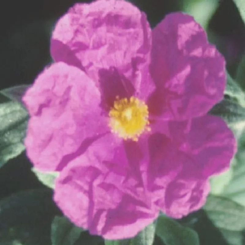 CISTUS x pulverulentus Sunset