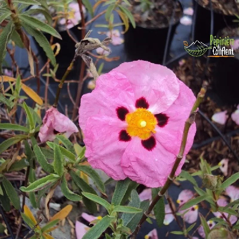 CISTUS x purpureus