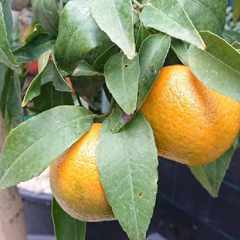 CITRUS clementina Clemenules (clementinier) CITRUS clementina Clemenules (clementinier)