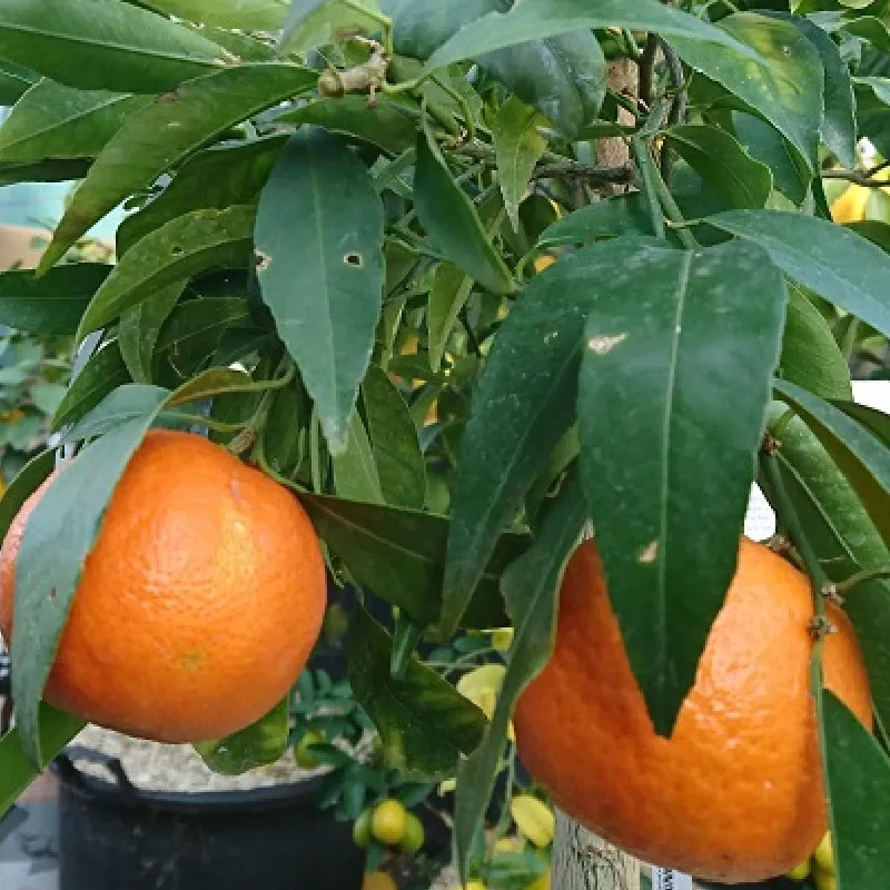 CITRUS clementina Corsica (clementinier) CITRUS clementina Corsica (clementinier)