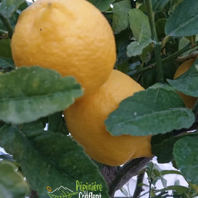 CITRUS limon Eureka (citronnier)