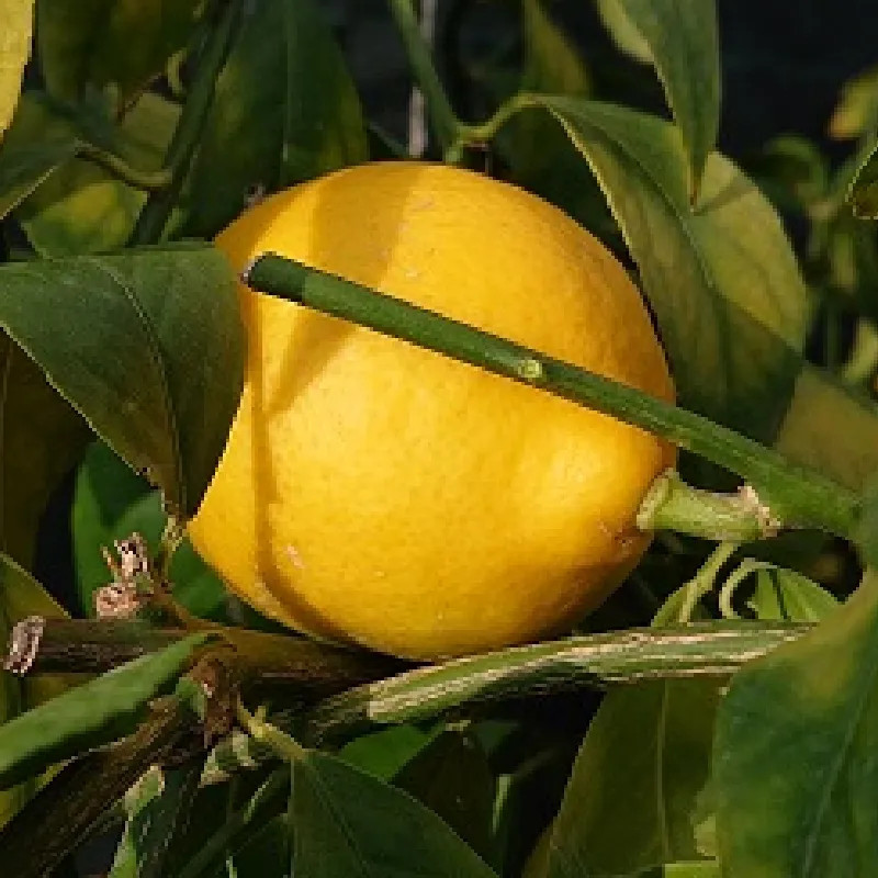 CITRUS x meyeri (citronnier meyer) CITRUS x meyeri (citronnier meyer)