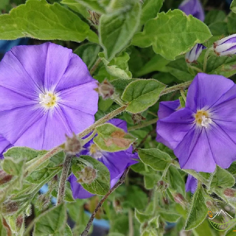 CONVOLVULUS sabatius