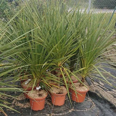 CORDYLINE australis