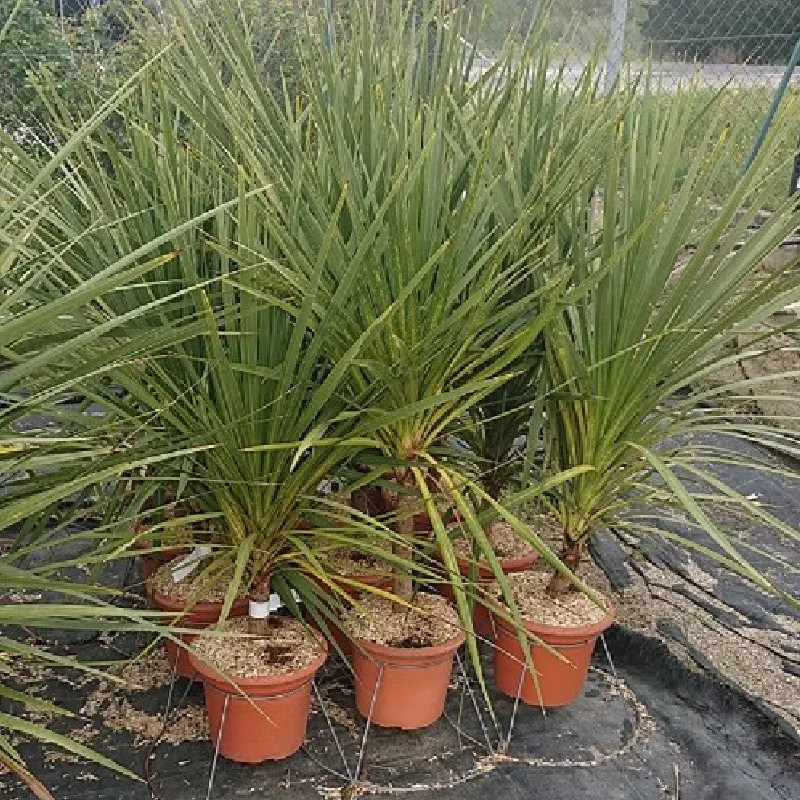 CORDYLINE australis