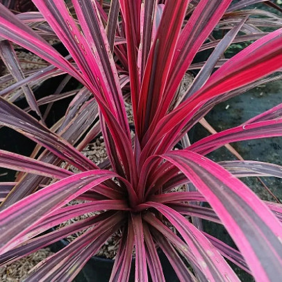 CORDYLINE australis Cherry sensation