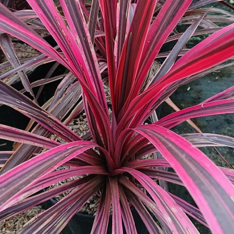 CORDYLINE australis Cherry sensation