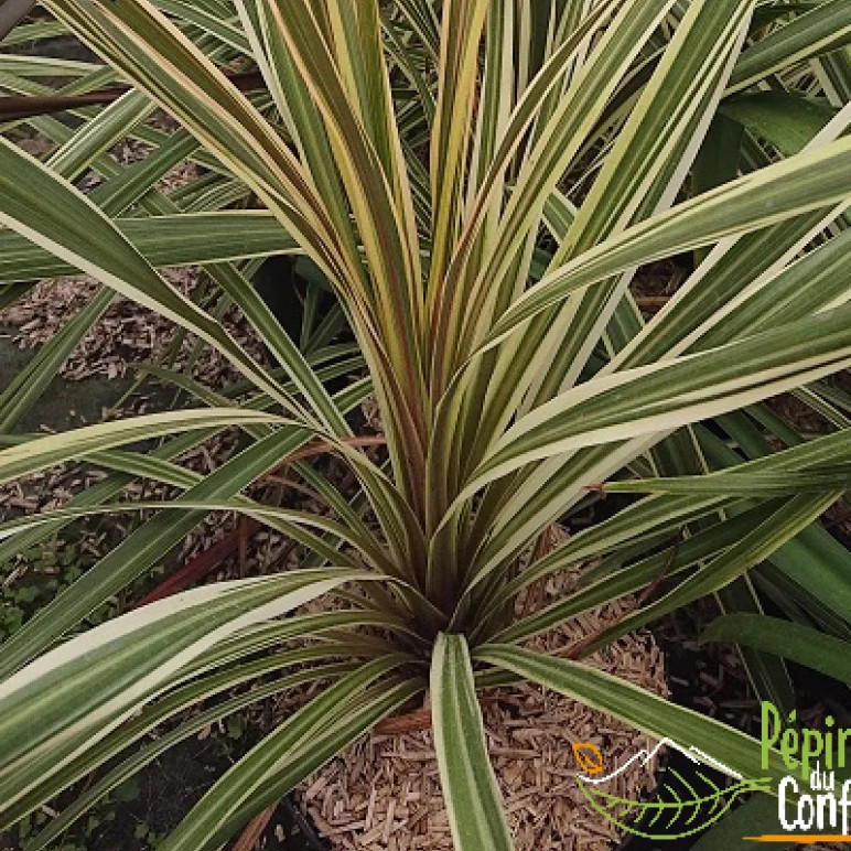 CORDYLINE australis Torbay dazzeler