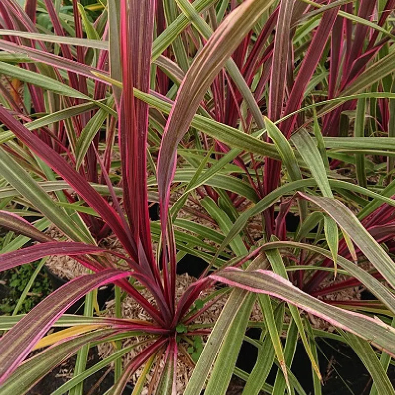 CORDYLINE x banksii Can can