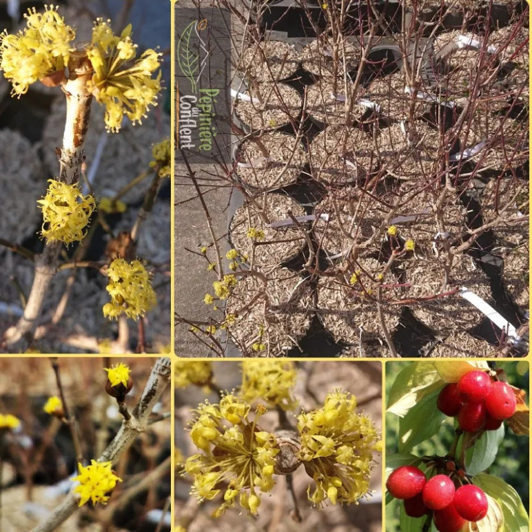 CORNUS mas
