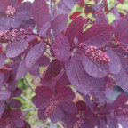 COTINUS coggygria Royal purple COTINUS coggygria Royal purple