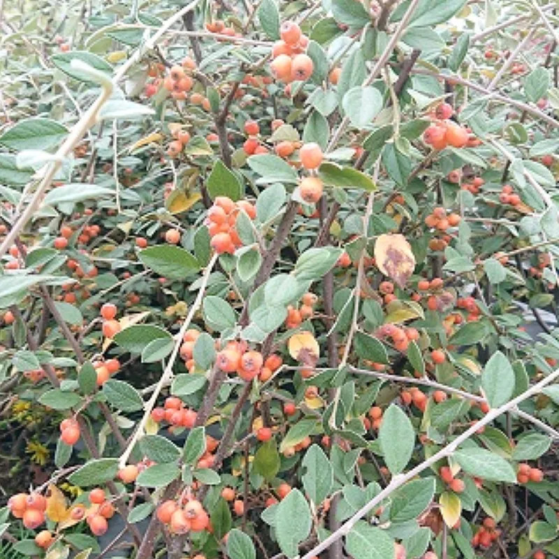 COTONEASTER franchetii COTONEASTER franchetii