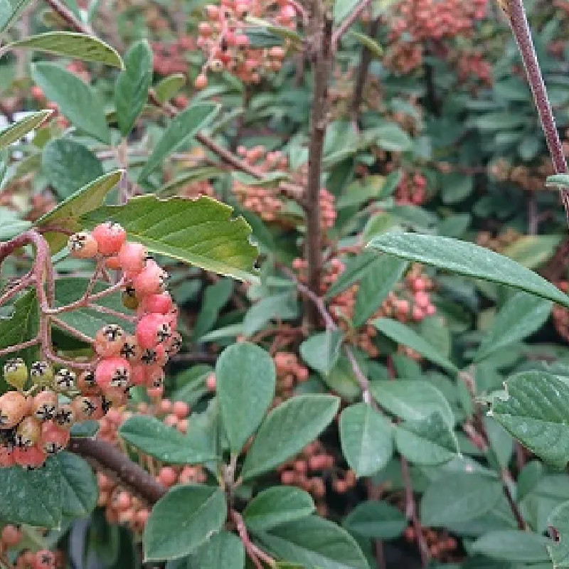 COTONEASTER lacteus COTONEASTER lacteus