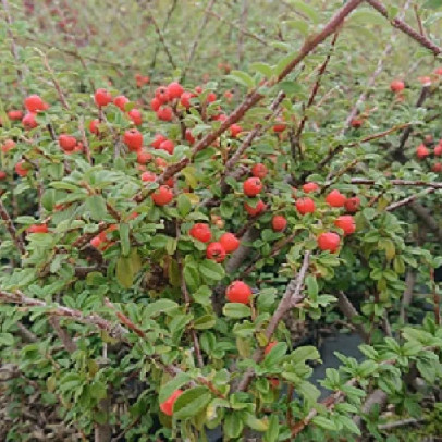 COTONEASTER dammerii Coral beauty