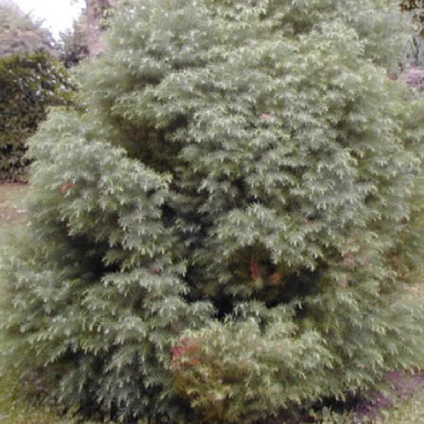 CRYPTOMERIA japonica Elegans