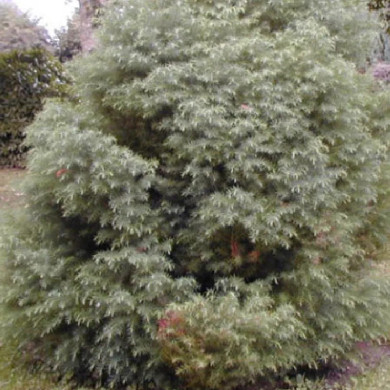 CRYPTOMERIA japonica Elegans