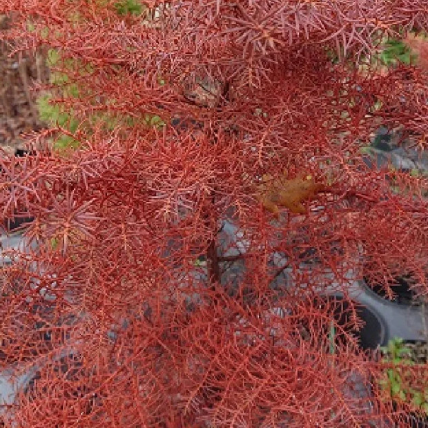 CRYPTOMERIA japonica Elegans