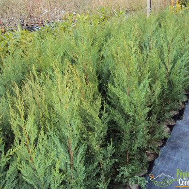 CUPRESSOCYPARIS leylandii Pyramidalis