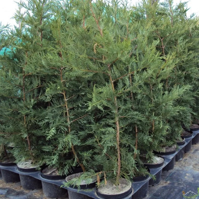 CUPRESSOCYPARIS leylandii