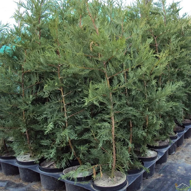 CUPRESSOCYPARIS leylandii CUPRESSOCYPARIS leylandii