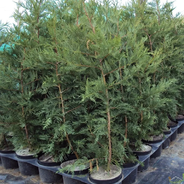 CUPRESSOCYPARIS leylandii