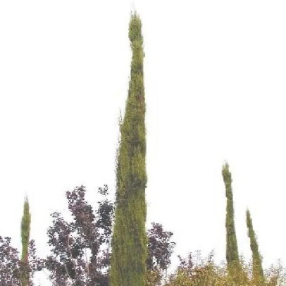 CUPRESSUS sempervirens Stricta (gr&eacute;ff&eacute;)