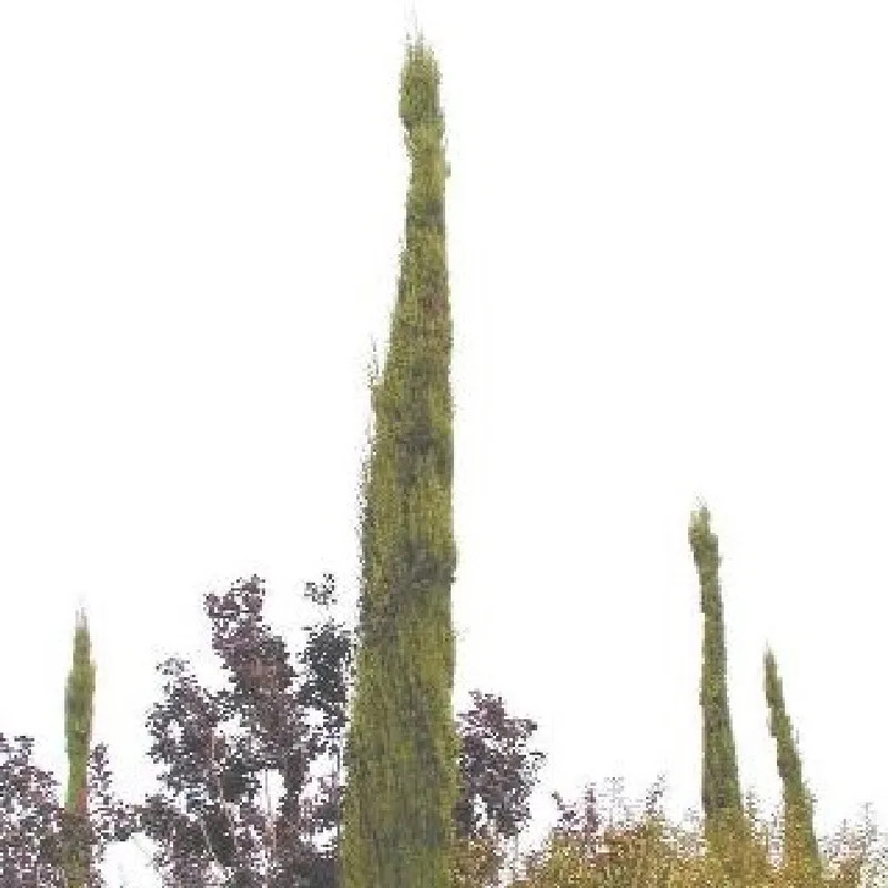 CUPRESSUS sempervirens Stricta (gr&eacute;ff&eacute;)