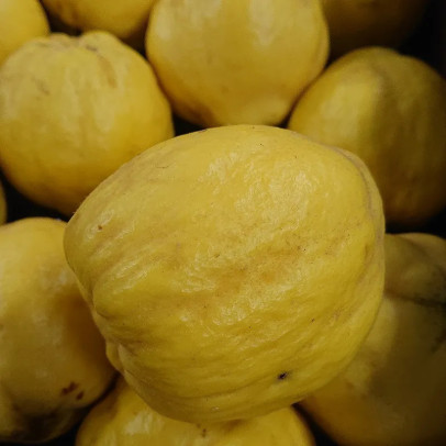 CYDONIA oblonga G&eacute;ant de vranja (cognassier)