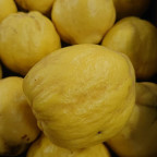 CYDONIA oblonga Géant de vranja (cognassier) CYDONIA oblonga Géant de vranja (cognassier)