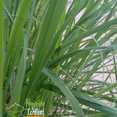 CYMBOPOGUM flexuosus (citronnelle de madagascar)