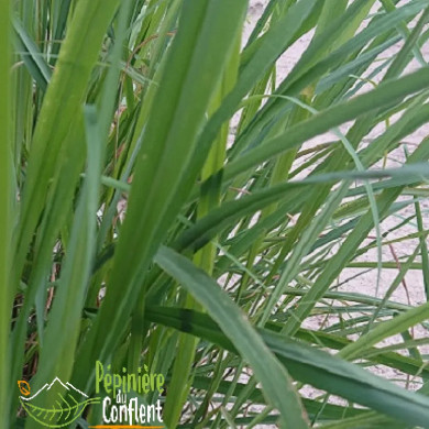 CYMBOPOGUM flexuosus (citronnelle de madagascar)