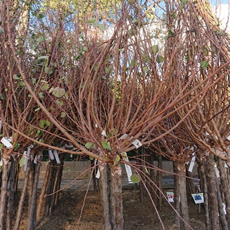 PRUNUS armeniaca Bergeron (abricotier) PRUNUS armeniaca Bergeron (abricotier)