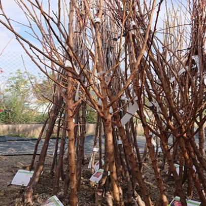 PRUNUS armeniaca Canino (abricotier)